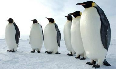 La specie (a rischio) dei pinguini diventerà un termometro ambientale article-post