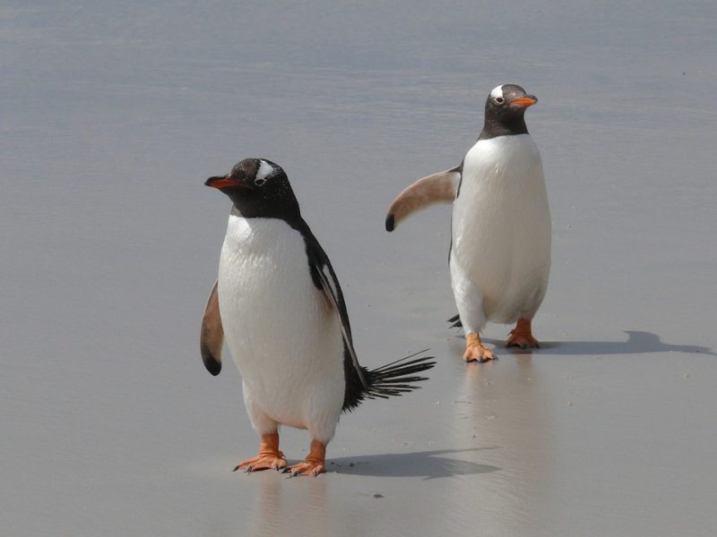 Pinguini uccisi in Tasmania, si presume un attacco di cani domestici article-post