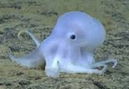 Il Polpo Fantasma Casper: una nuova specie trovata vicino alle Hawaii article-post