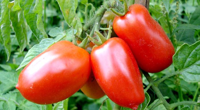 Una finestra sull’Asia: il pomodoro San Marzano conquista il Giappone article-post
