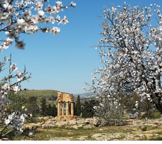 “Sagra del mandorlo in fiore”: momento di raccogliomento e speranza per le varie etnie article-post