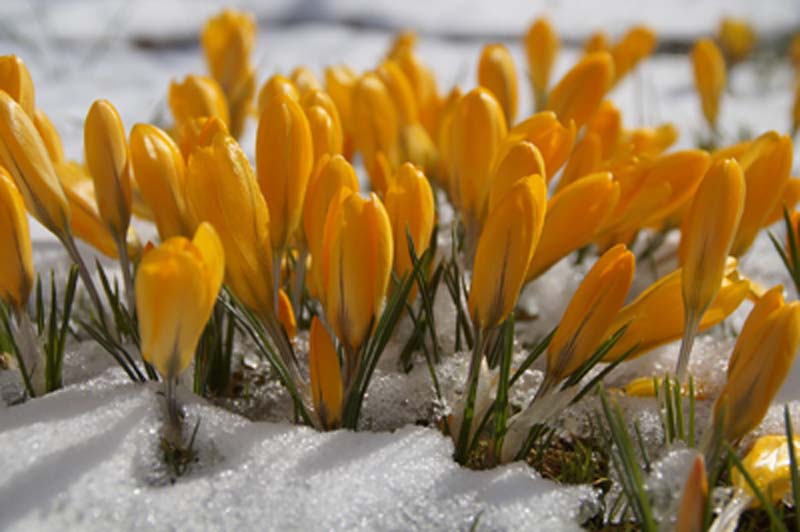 20 marzo: equinozio di Primavera article-post