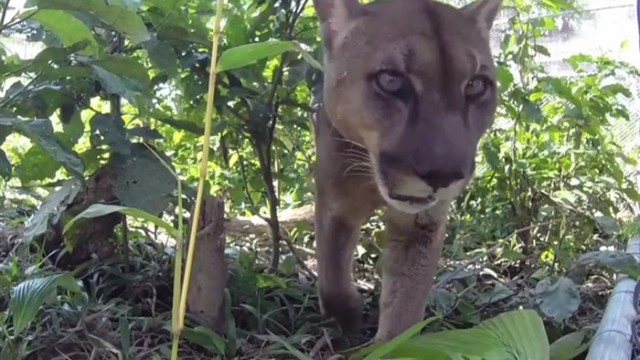 Usa: puma attacca due ciclisti, uno è morto l’altro ferito gravemente article-post