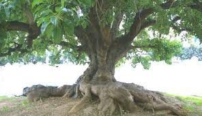 Le piante parlanti article-post