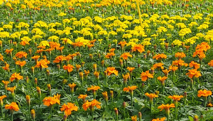 Allergie Primaverili e rimedi omeopatici article-post