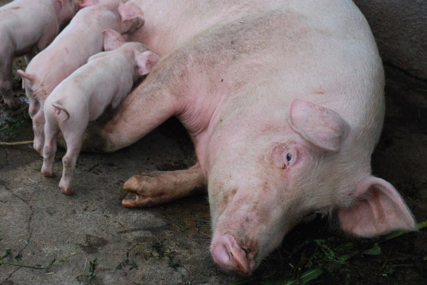 Roma: Scrofa uccide un uomo e ferisce un bimbo di due anni article-post
