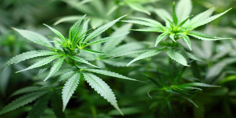 Cannabis: effetti sullo sport, sull’umore e sul metabolismo article-post