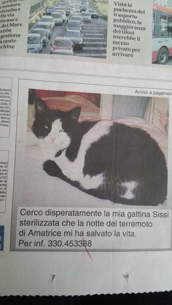 Cercasi la gatta Sissi, eroina di Amatrice article-post