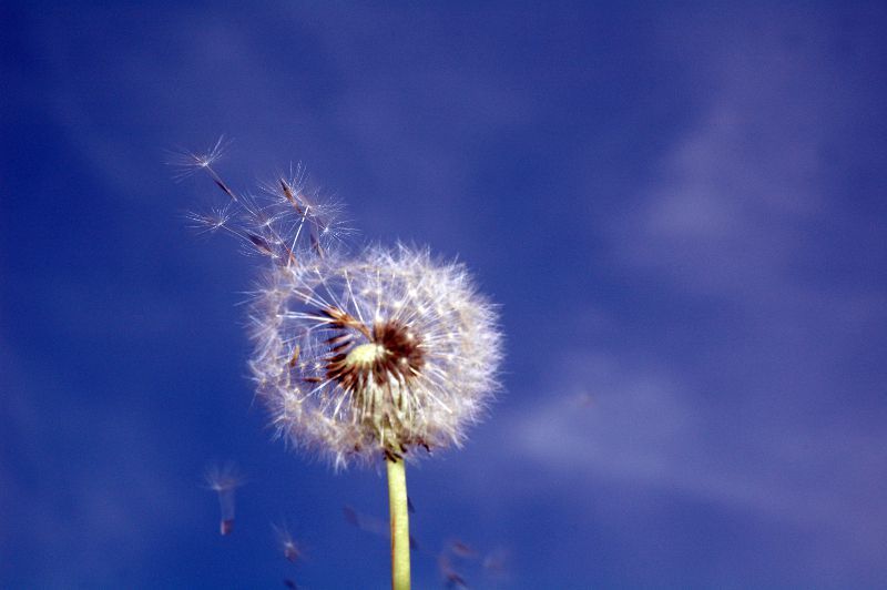 Allergie Primaverili: farmaci e rimedi naturali article-post
