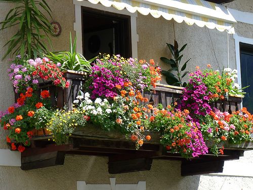 Il trucco veloce per far rifiorire le tue piante e ridare loro colore in 48 ore article-post