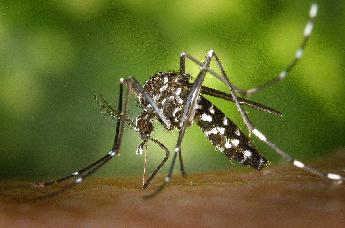 Nuovo caso Dengue a Faenza, uomo di 50 anni torna malato dalla Birmania article-post