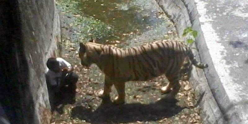 Brasile: il padre lo perde di vista un attimo e una tigre lo aggredisce article-post