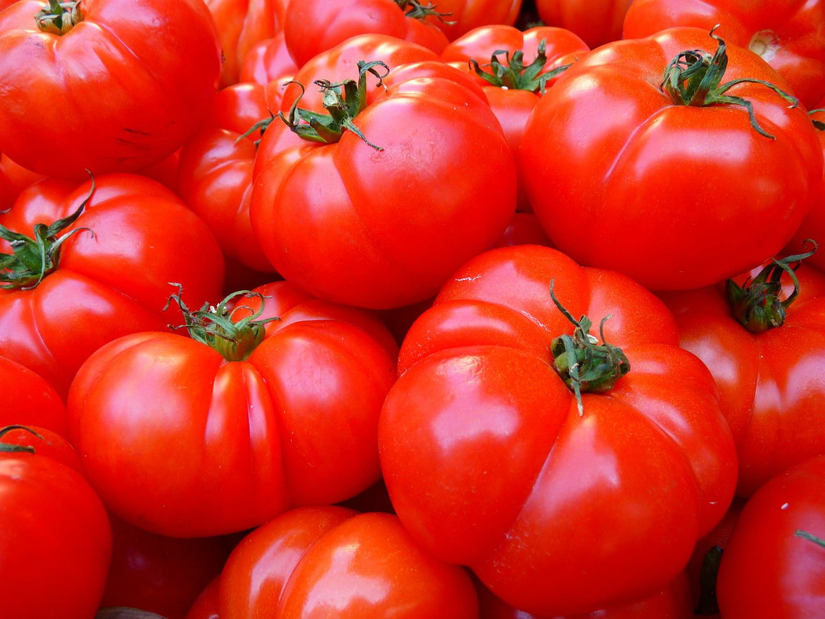 Gli scienziati hanno creato un vaccino per le piante dei pomodori, a cosa serve? article-post