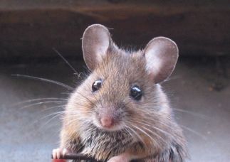 Altruista come un ratto article-post