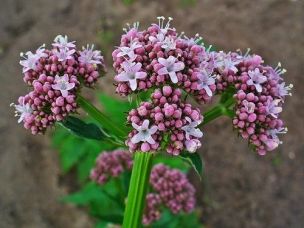 La valeriana: rimedio naturale per curare gli stati ansiosi! article-post