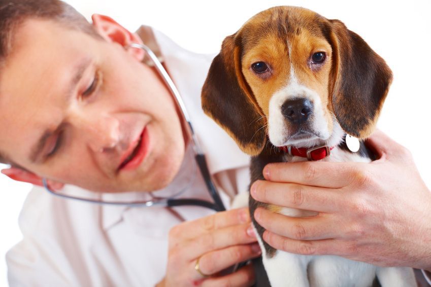 Incredibile: Veterinario lavora un minuto a settimana article-post