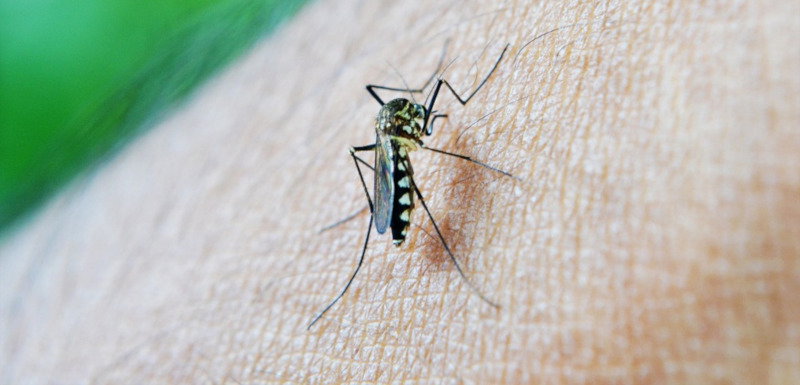 Piemonte; salgono a 12 i casi di contagio da West Nile article-post
