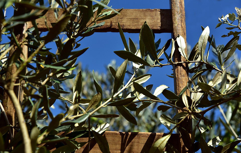 L’oro verde del Belice: la Nocellara article-post