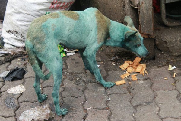 Avvistati cani blu a Mumbai article-post