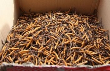 Nepal: professori assenteisti per il Viagra himalayano article-post