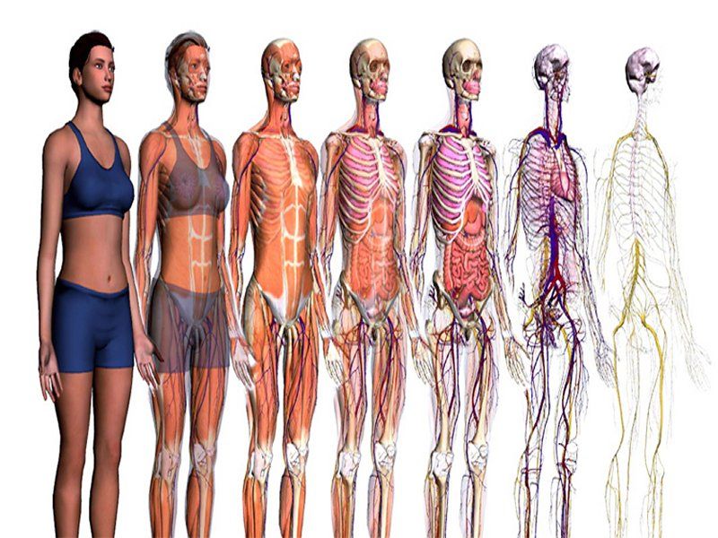 Nuova sfida per Google: una mappa del corpo umano article-post