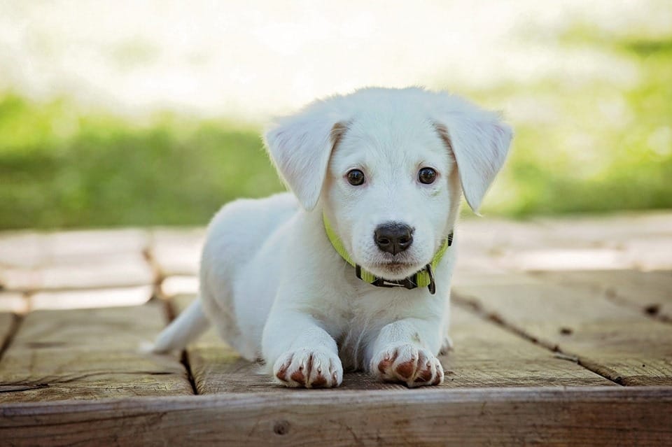 Calcolare l’età esatta del cane article-post