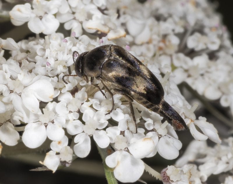 Un antico insetto impollinatore racchiuso nell’ambra article-post