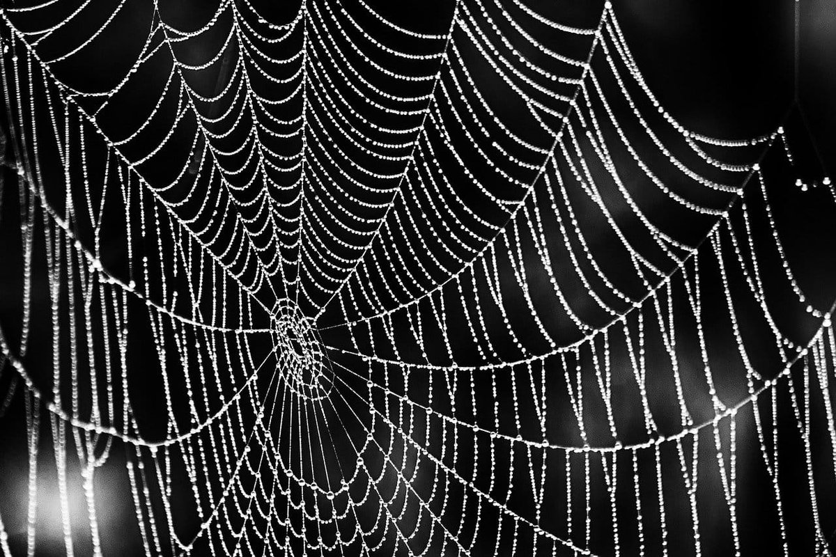 Scoperto nuova specie di ragno violino: un morso scioglie pelle e tessuti article-post