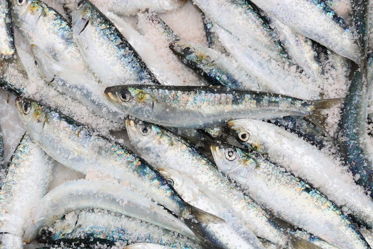 Sardine, movimento o alimento article-post