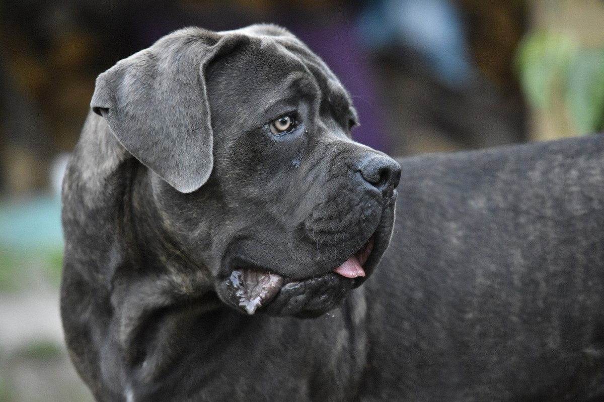 Cane Corso: carattere, alimentazione, caratteristiche e malattie article-post