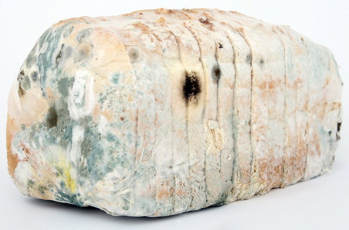 Cosa succede se mangi del pane ammuffito article-post