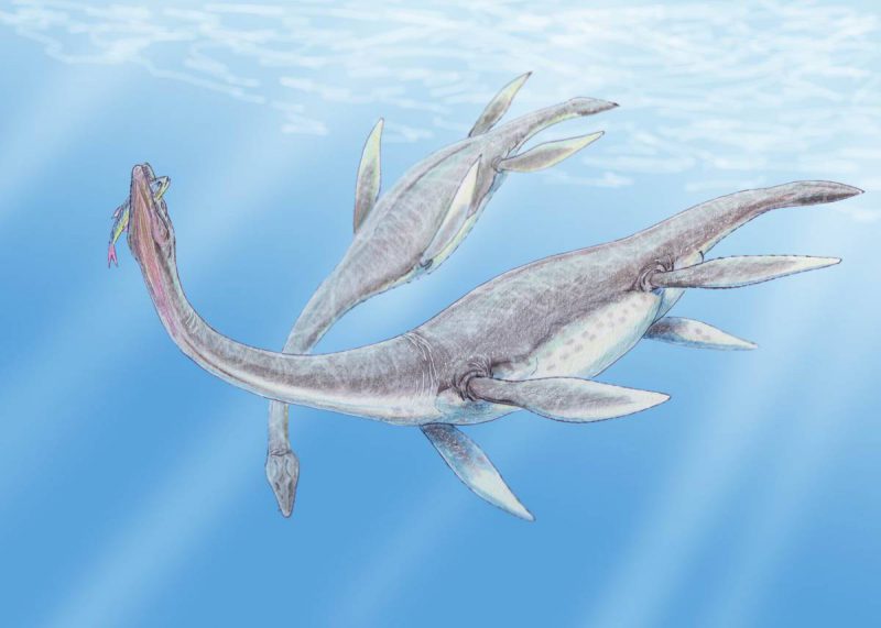 Plesiosauri e mostri marini: tra verità e leggenda article-post