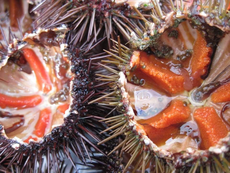 Ricci di mare a rischio estinzione: il motivo è il mare più caldo article-post