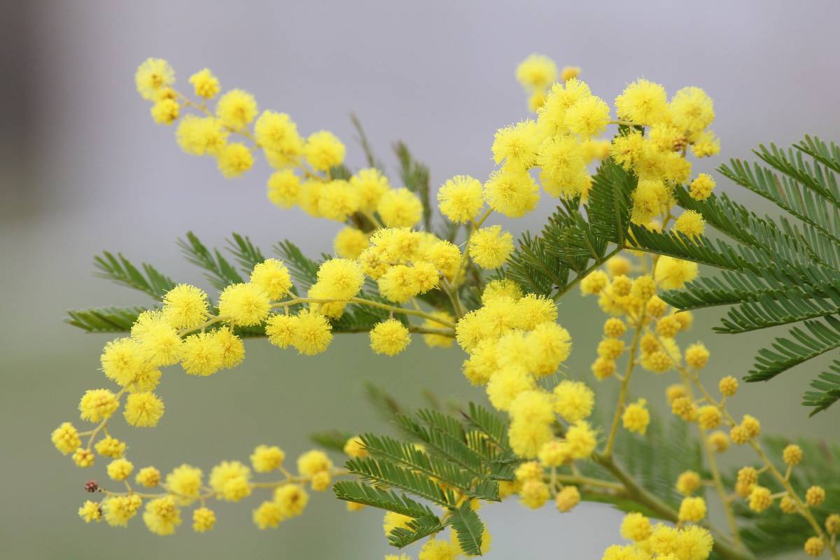Festa della Donna, perchè si celebra?Qual’è il suo significato? article-post