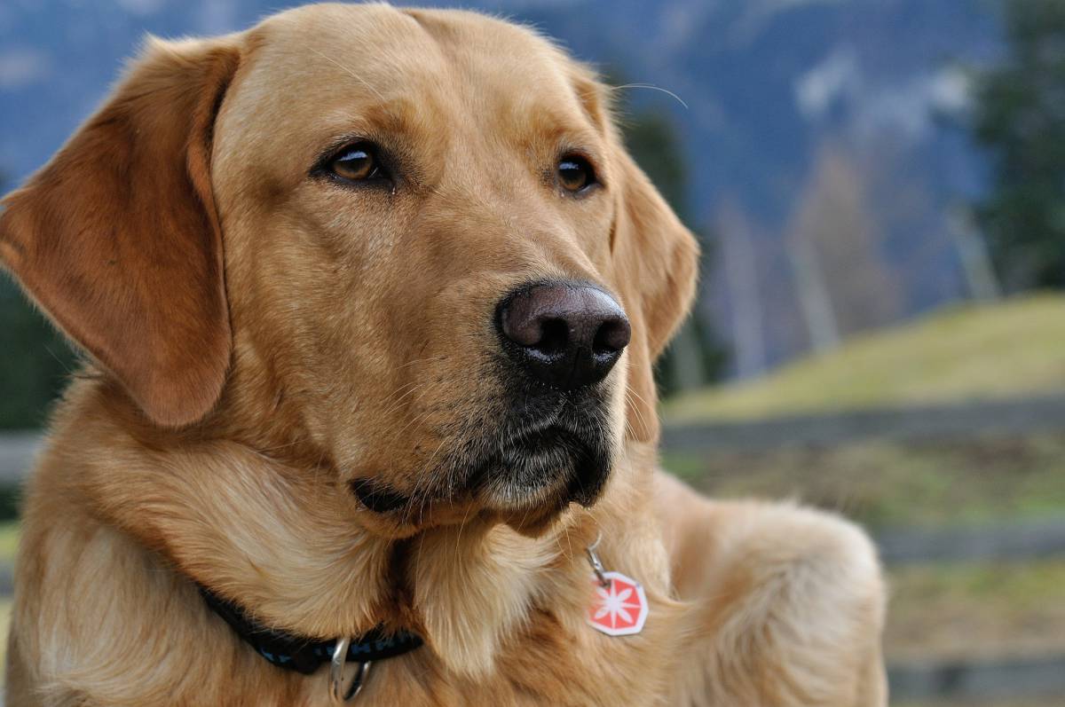 Coronavirus, il fiuto dei cani potrebbe aiutarci? article-post