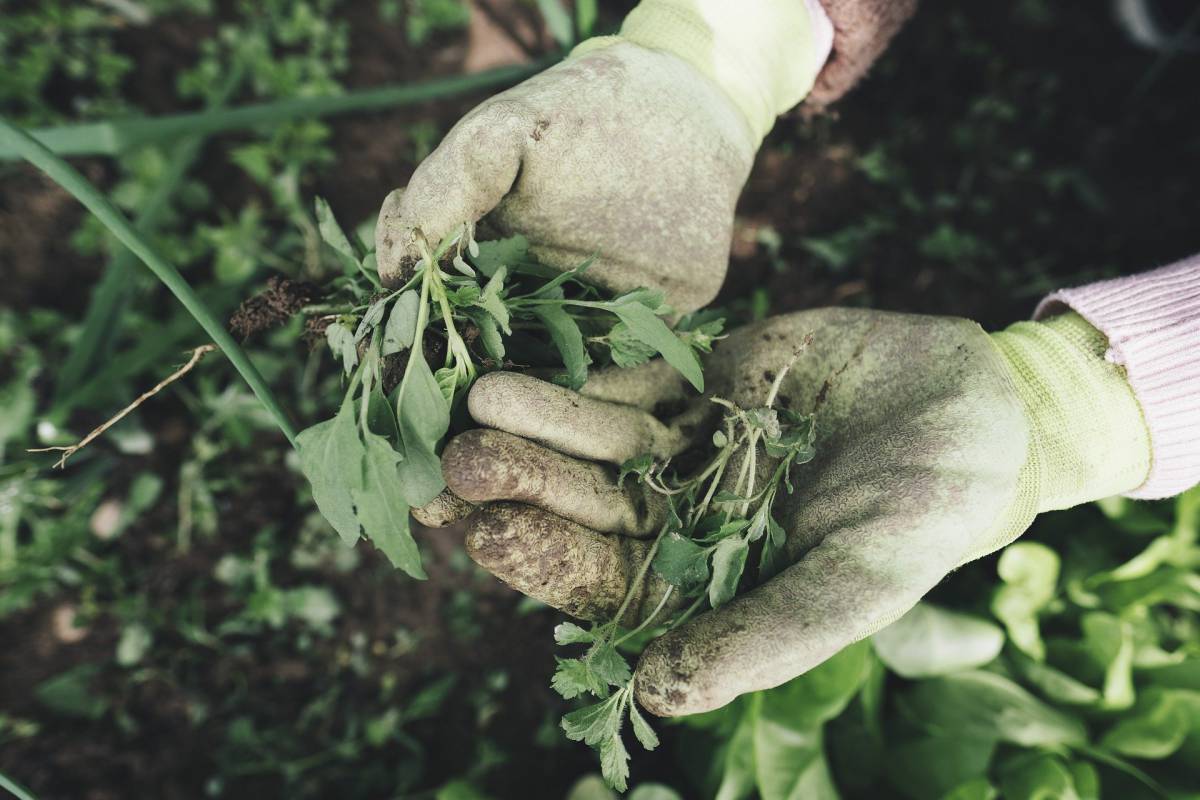 Lavoratori agricoli stagionali: la Commissione Europea li ritiene fondamentali per l’economia del Paese article-post