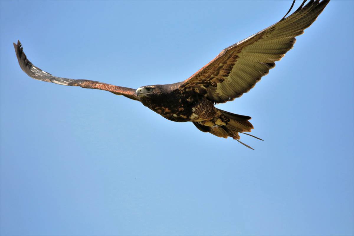 L’aquila grigia torna a volare sui cieli dell’Inghilterra dopo 240 anni article-post