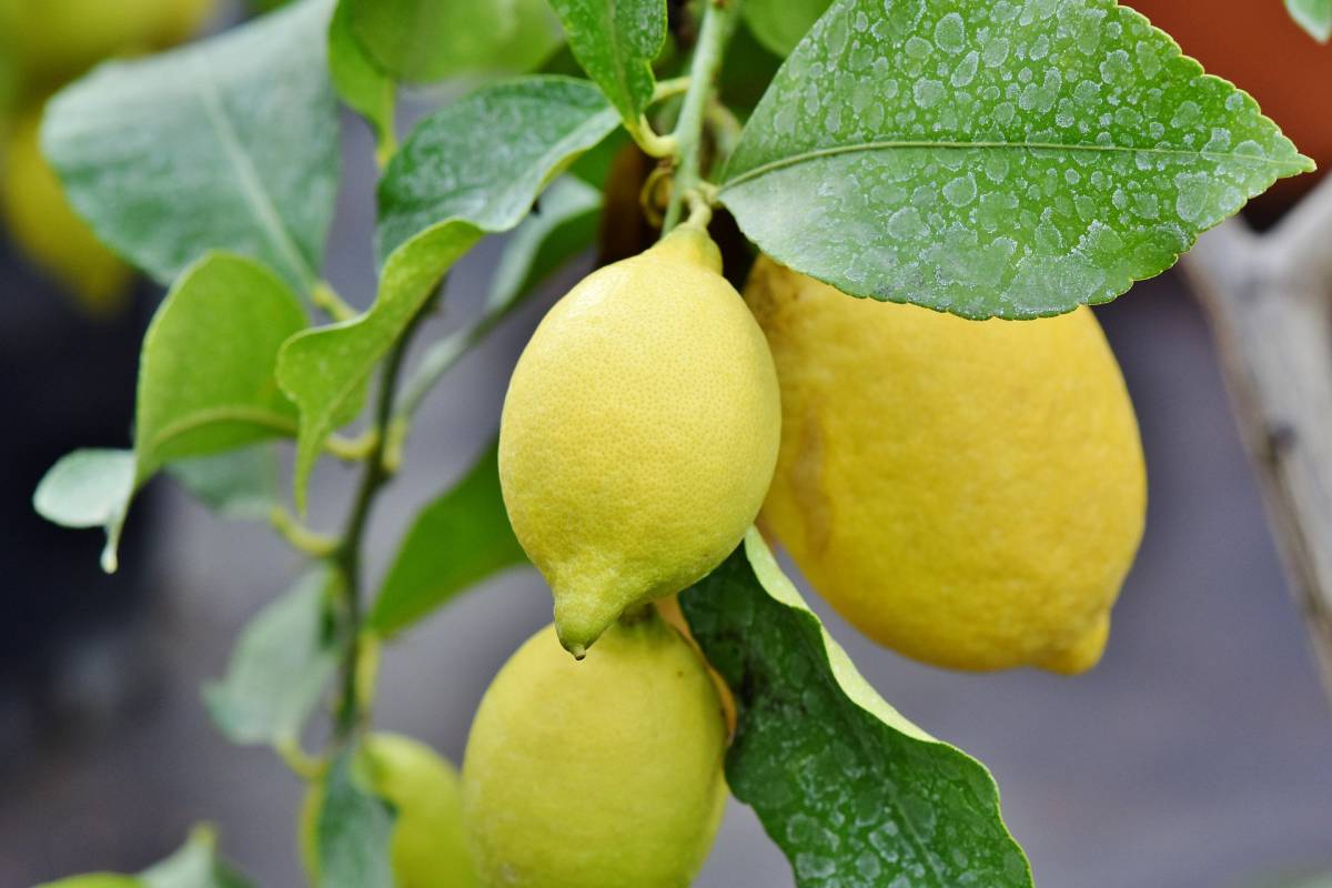 Il limone bollito fa perdere peso? Scopriamo i benefici article-post