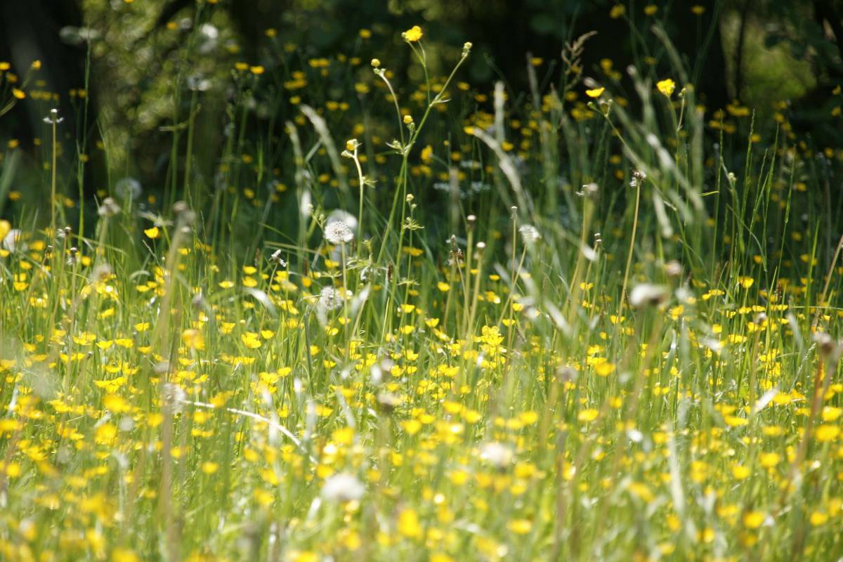Allergie stagionali e calendario pollini 2020 article-post
