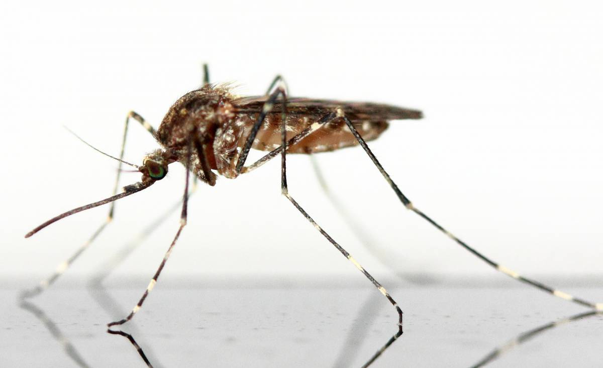 Le zanzare possono trasmettere il coronavirus? article-post