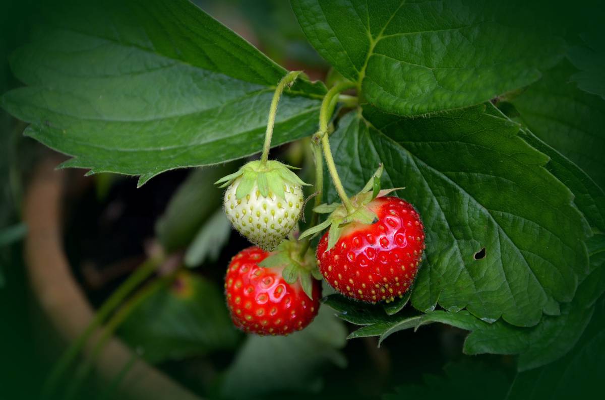 Come piantare le fragole, la coltivazione, le cure e le ricette golose article-post