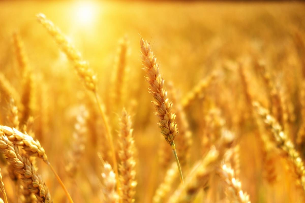 Prezzo del grano, il duro impatto del coronavirus article-post
