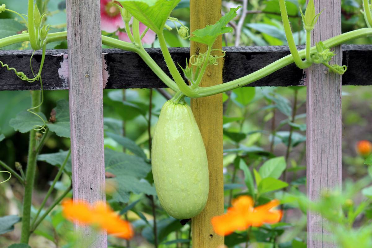 Coltivare un orto sul balcone: semplici regole per farlo in casa article-post