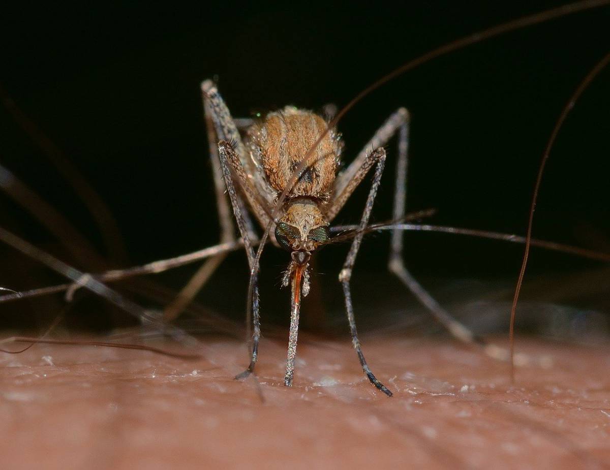 Uno studio rivela che l’orario più elevato per la trasmissione della malaria è in prima serata article-post