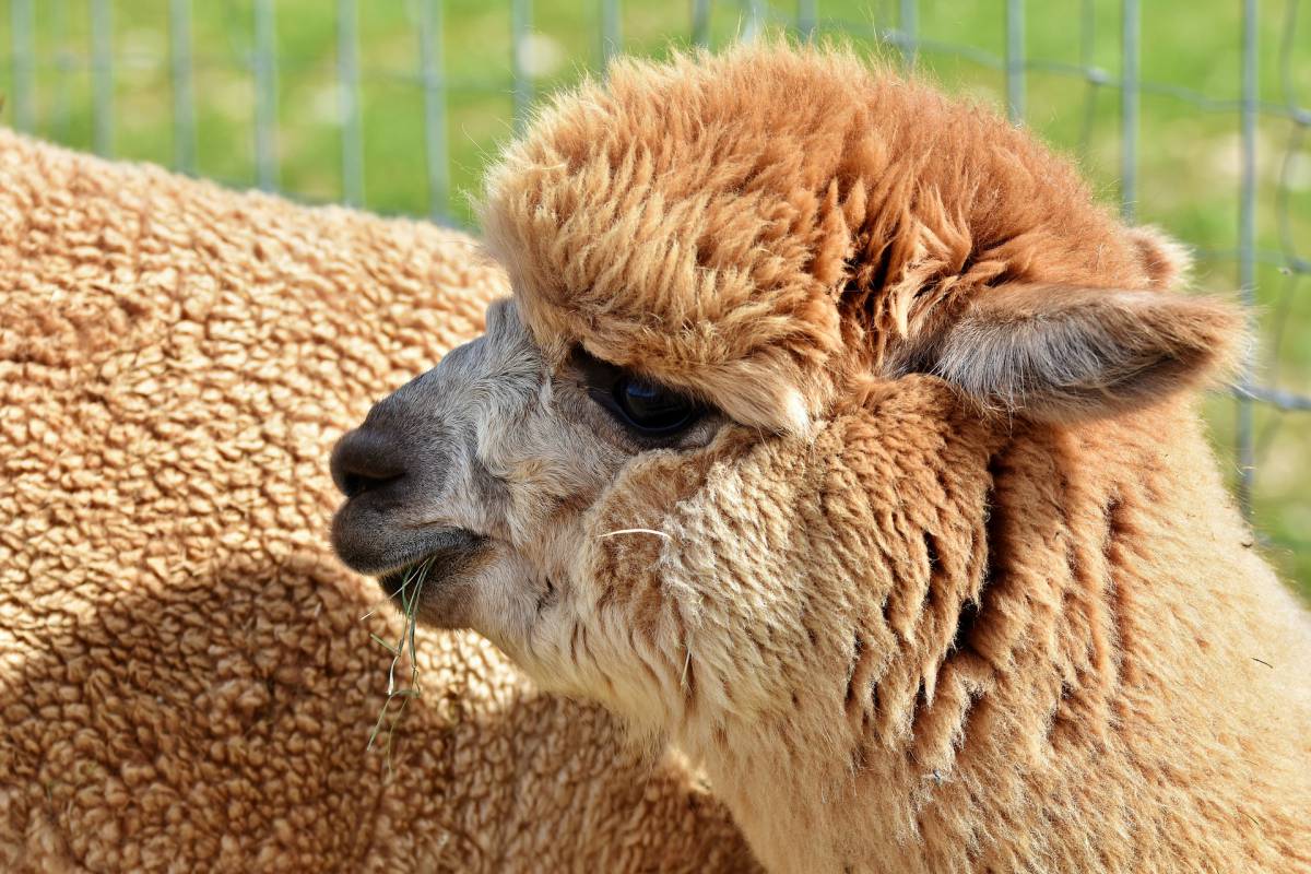 I lama hanno anticorpi che potrebbero combattere il COVID-19, lo studio article-post
