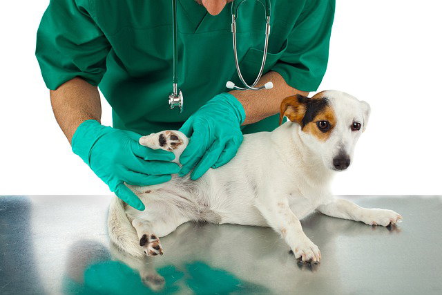 Zecche e pulci, i parassiti degli animali: come proteggerli article-post