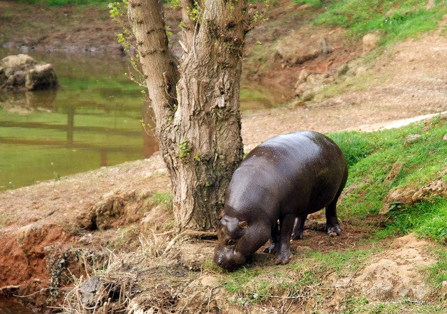 Raro esemplare di ippopotamo pigmeo nato nello zoo del Regno Unito article-post