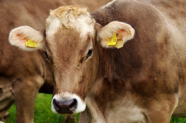 In arrivo la nuova certificazione di merito per gli allevatori che garantiscono benessere ai propri animali article-post