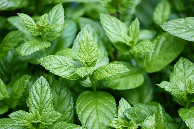 Le piante come rimedi naturali contro le zanzare article-post
