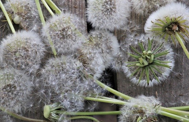 Allergia al Polline: sintomi, rimedi naturali e come eliminarlo dalla propria casa article-post